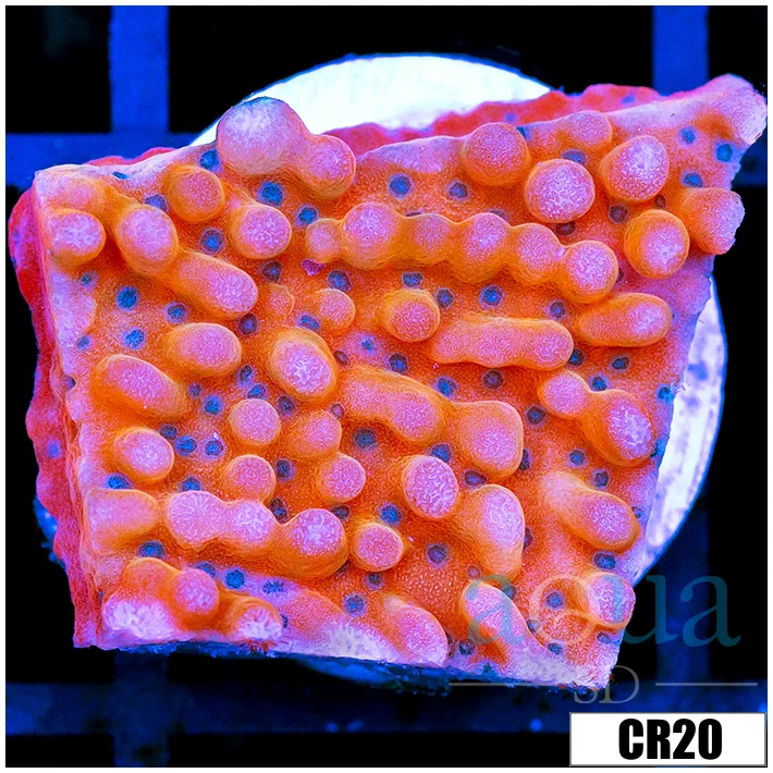 Indo Cultured Orange Phoenix Montipora