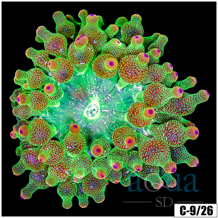 Acid Wash Bubble Tip Anemone