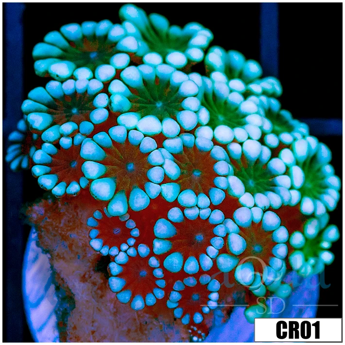 CLEARANCE - ASD Leprechaun Alveopora