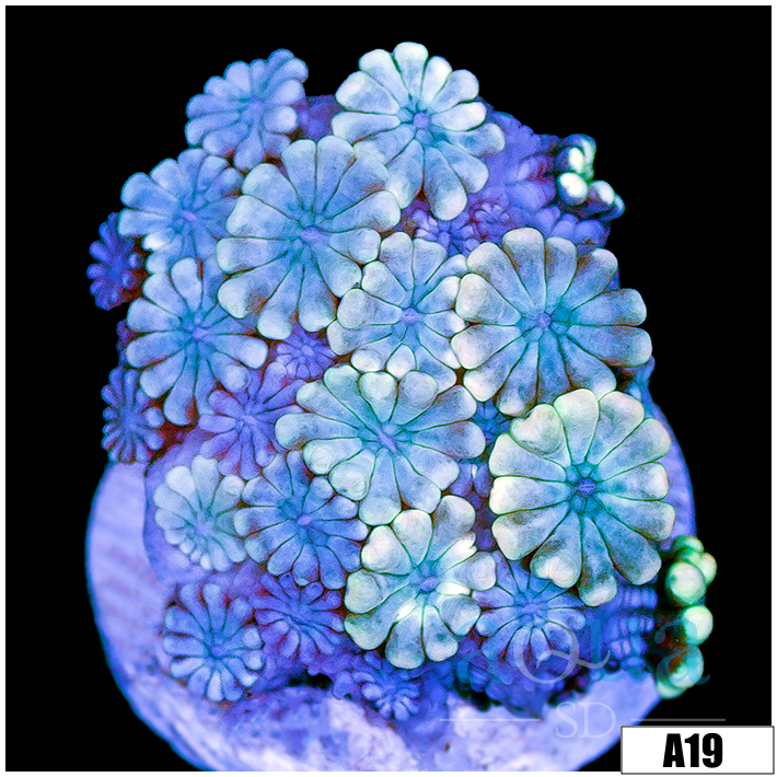 Ice Petals Alveopora