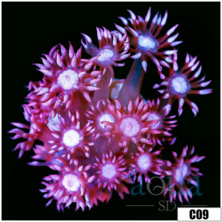 ASD Cherry Blossom Goni