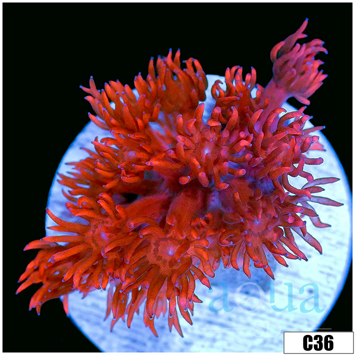 CLEARANCE - Indo Cultured Red Goni