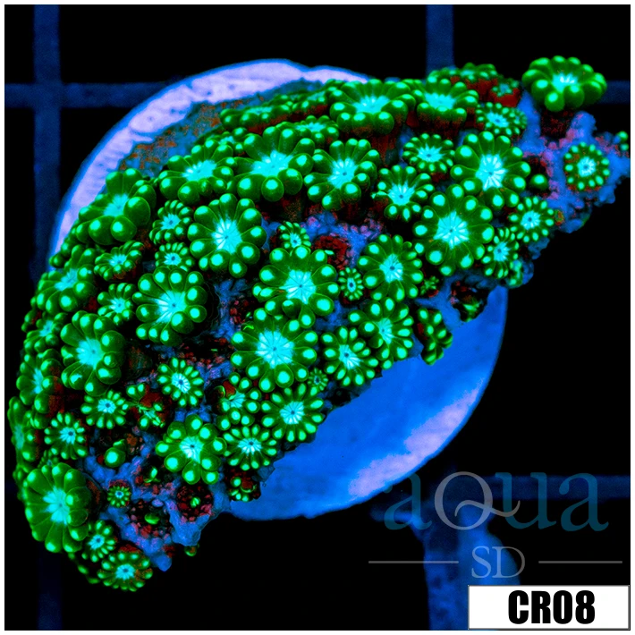 Neon Petals Alveopora