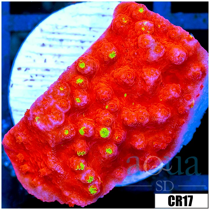 Starburst Grafted Monti