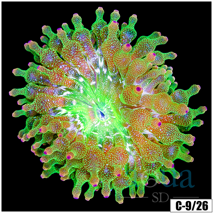Acid Wash Bubble Tip Anemone