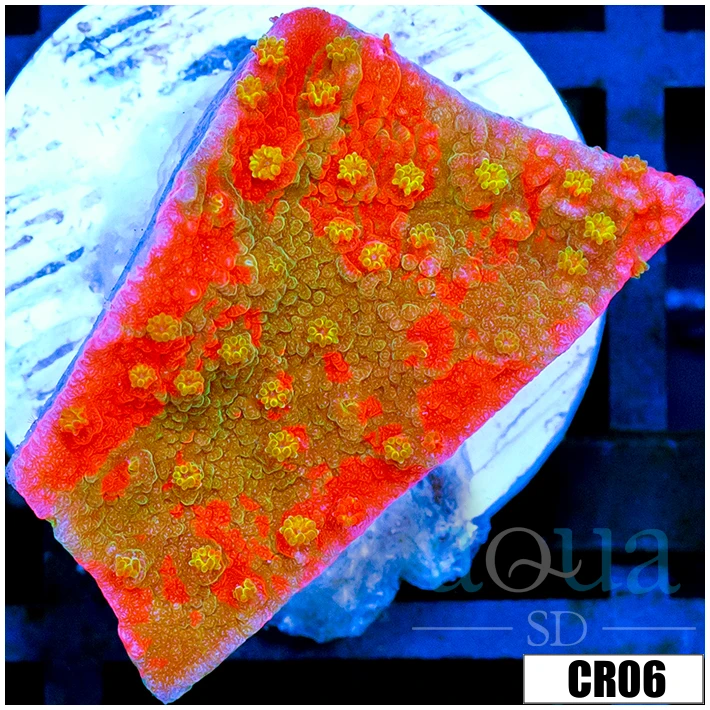 Starburst Grafted Monti