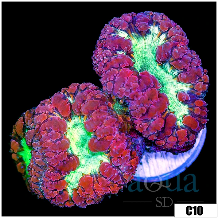 Aussie Purple Rim Blasto Wellsi