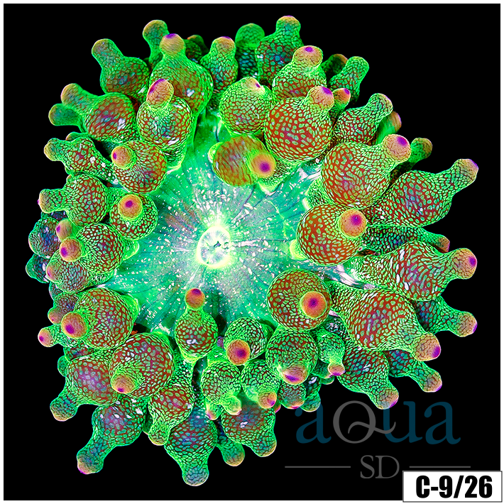 Acid Wash Bubble Tip Anemone