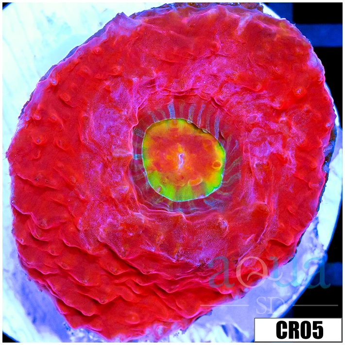 ASD Rainbow Eye Chalice