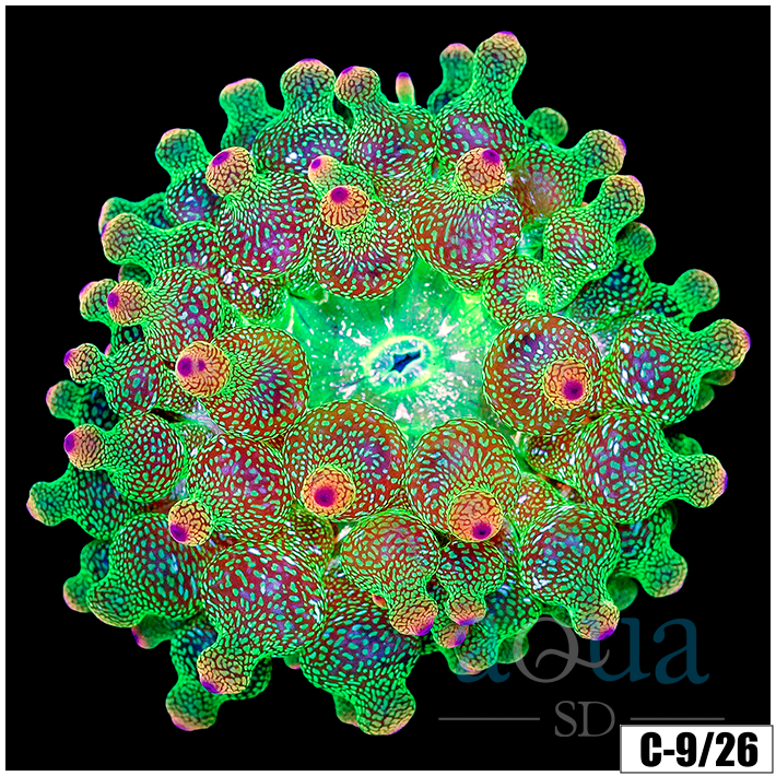 Acid Wash Bubble Tip Anemone