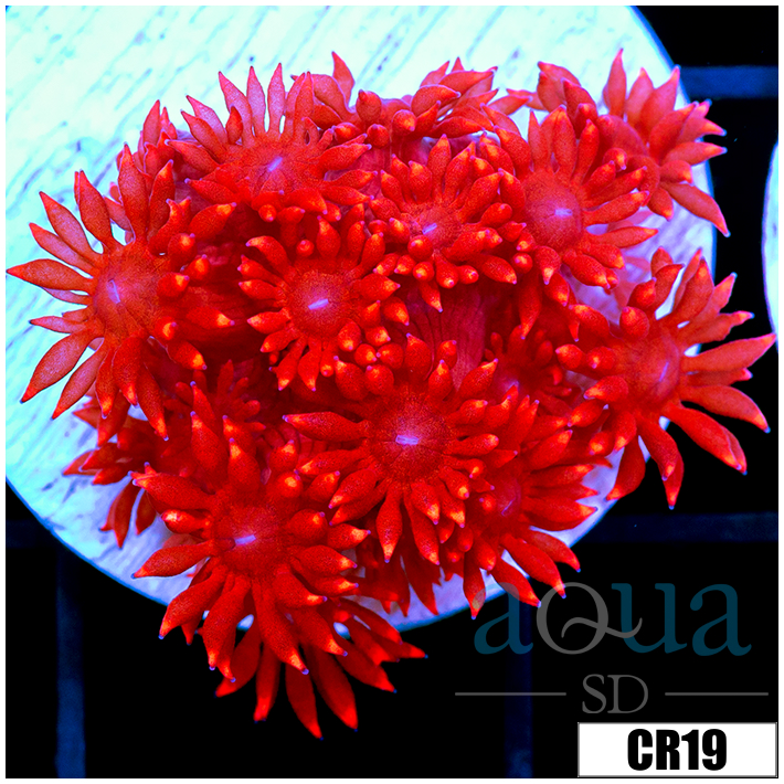 CLEARANCE - Indo Cultured Flamethrower Goni
