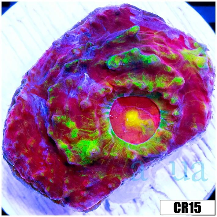 ASD Watermelon Splash Chalice