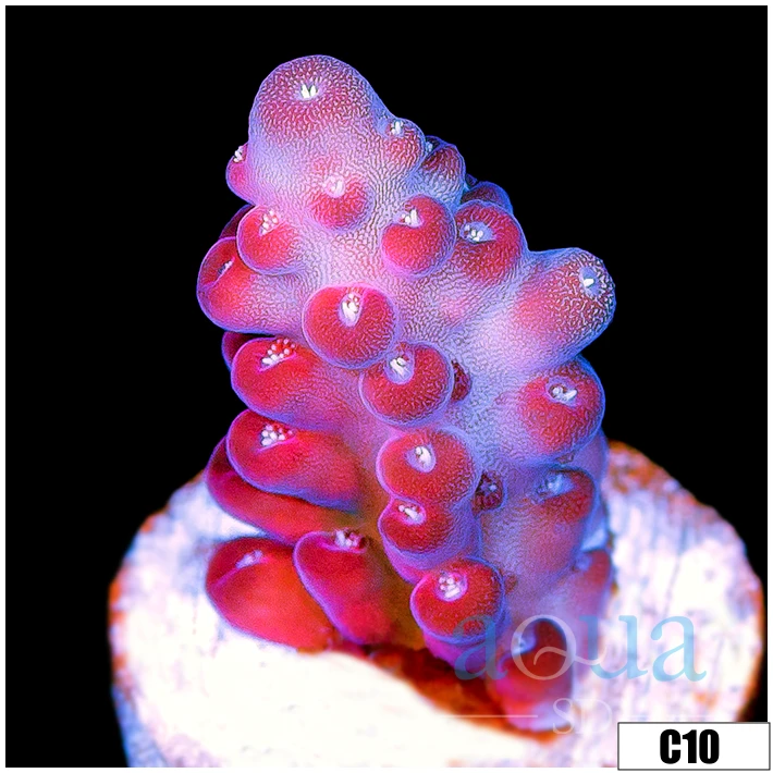 Sweet Strawberry Tort Acropora