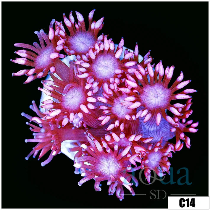 ASD Cherry Blossom Goni