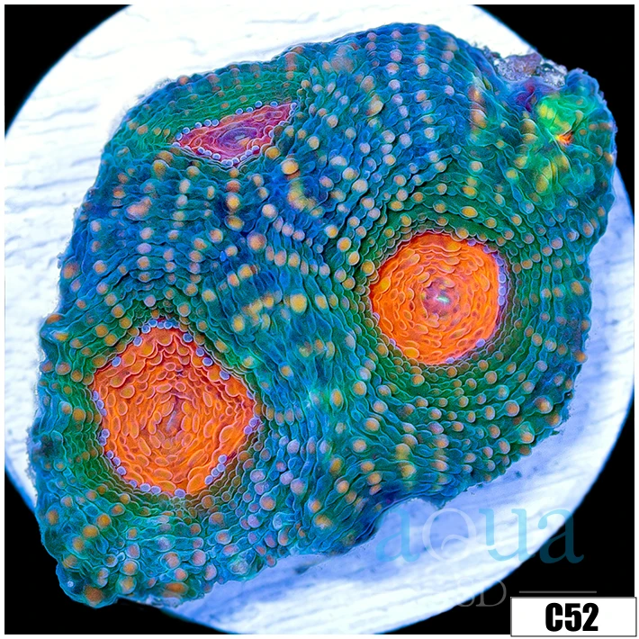 Pumpkin Eye Enchinata