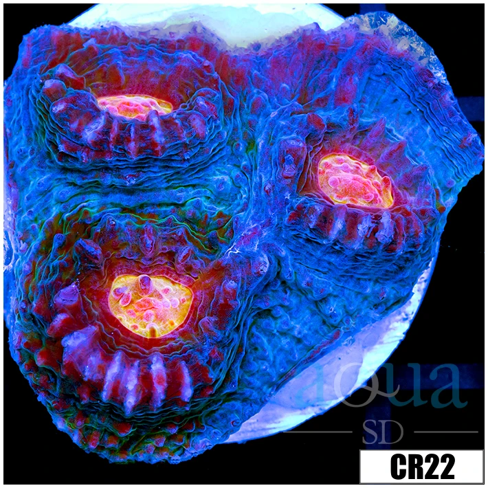 ASD Volcano Melt Chalice