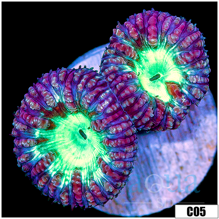 Aussie Purple Rim Blasto Wellsi