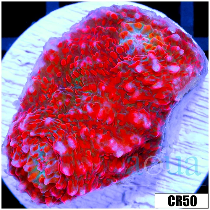ASD Red Convict Chalice