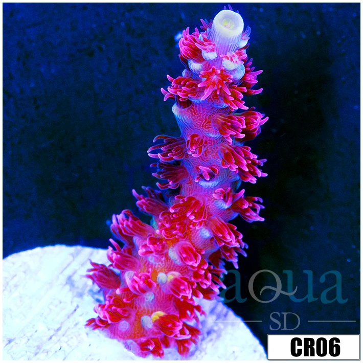 Homegrown Cherry Bomb Acropora