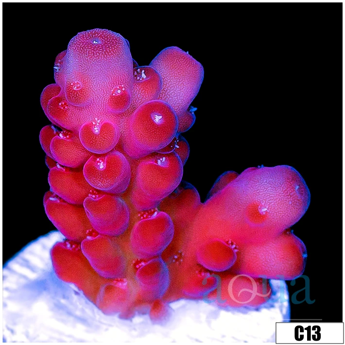 Sweet Strawberry Tort Acropora