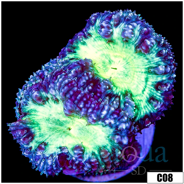 Aussie Purple Rim Blasto Wellsi