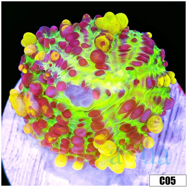 ASD Butter Bounce Mushroom