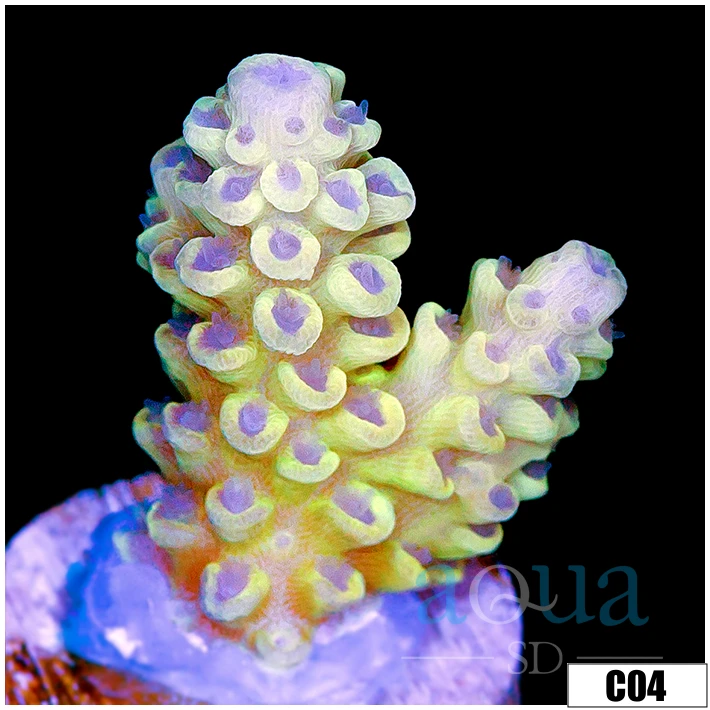Pinapple Tenuis Acropora