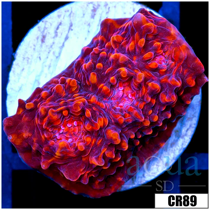 ASD Red Convict Chalice