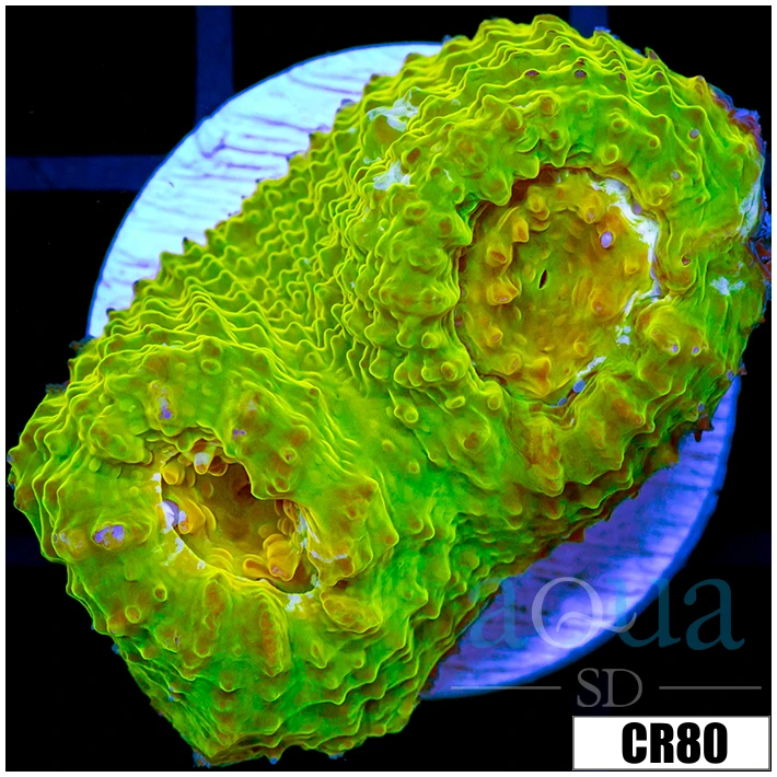ASD Electric Lime Chalice