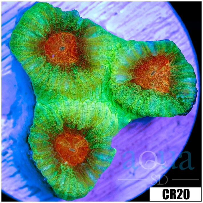 Christmas Favia