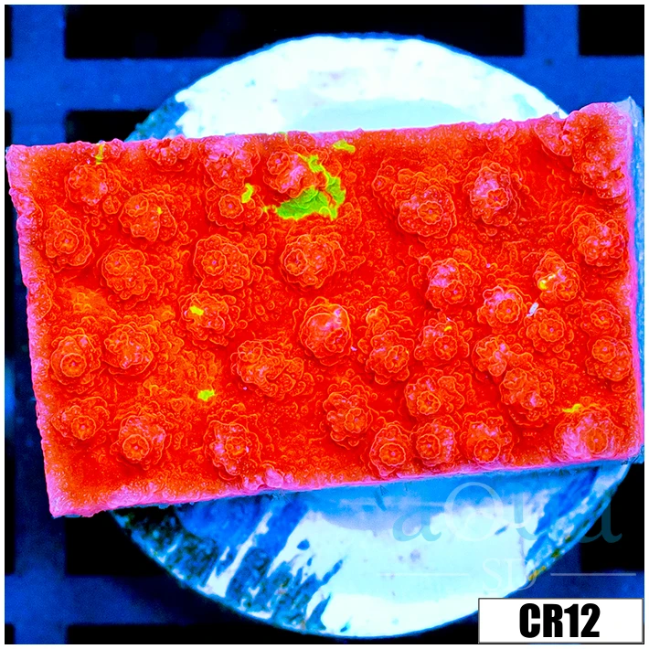 Starburst Grafted Monti
