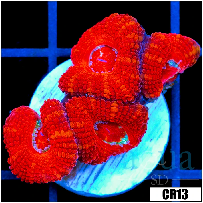 Crimson Peppermint Acan Lord