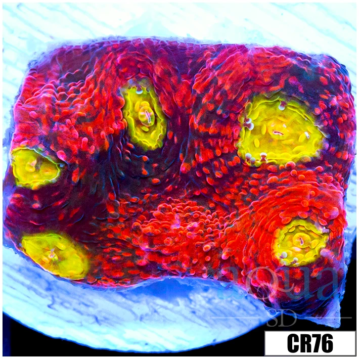 ASD Rainbow Chili Flakes Chalice