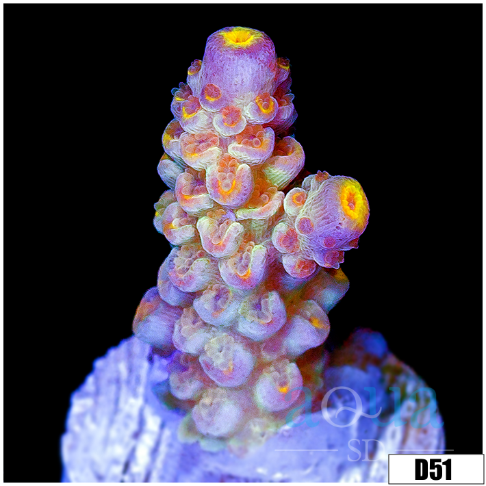 ASD Rainbow Tenuis Acropora