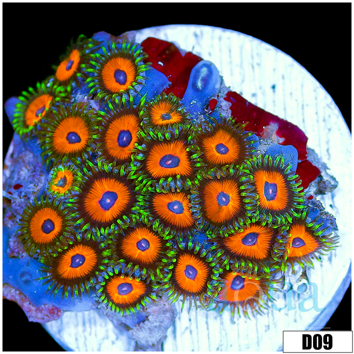 Watermelon Rasta Zoas