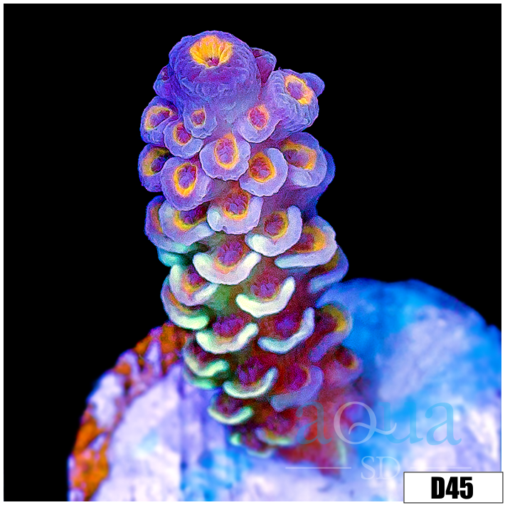 ASD Rainbow Tenuis Acropora