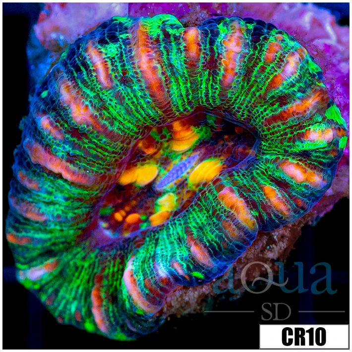 Tiger Striped Button Scoly