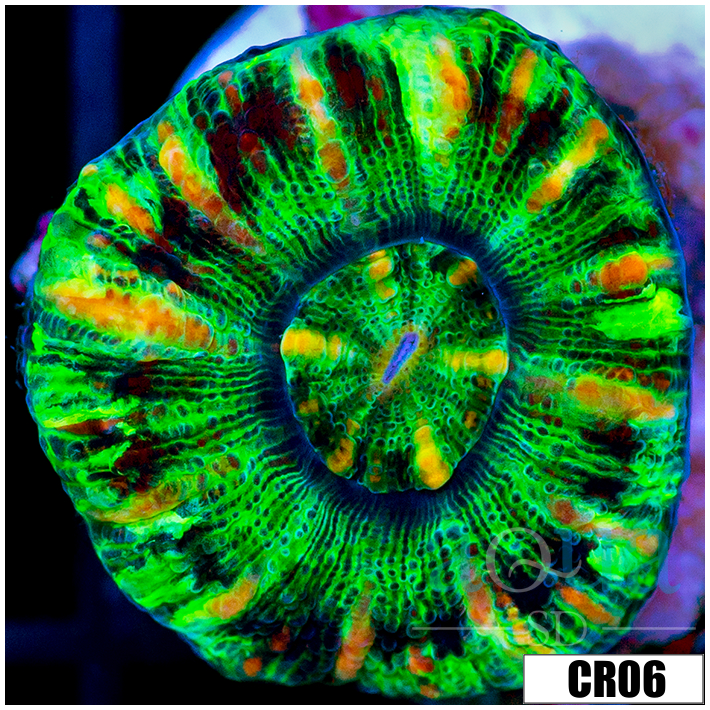 Tiger Striped Button Scoly