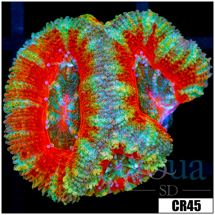 Minty Claw Acan Lord