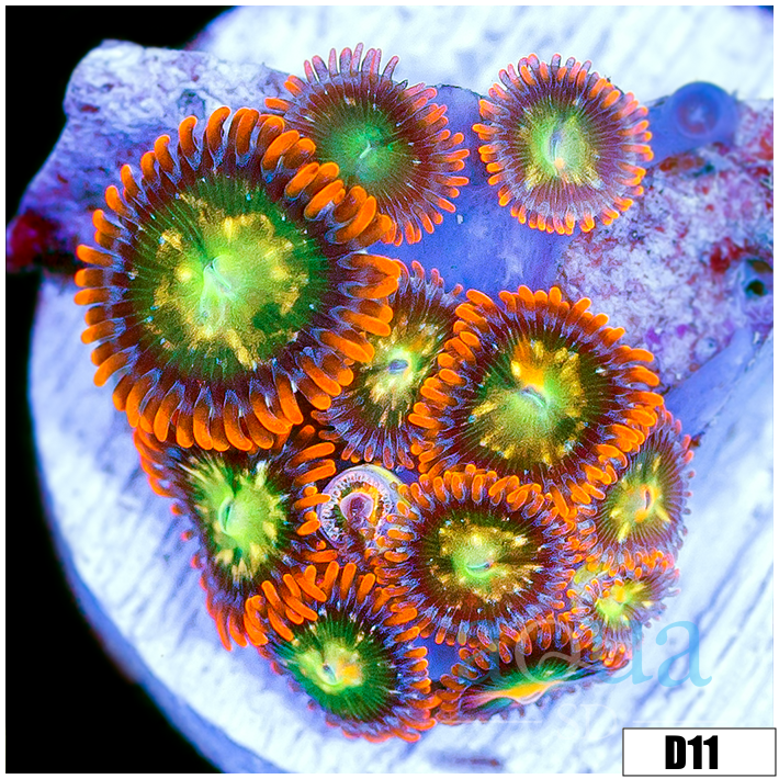 Ultra Goblins Fire Zoanthids