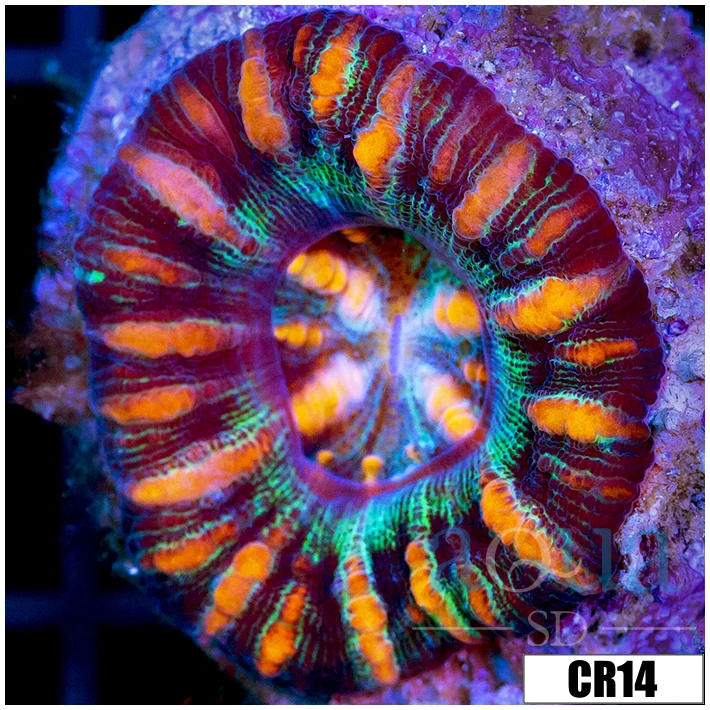 Tiger Striped Button Scoly