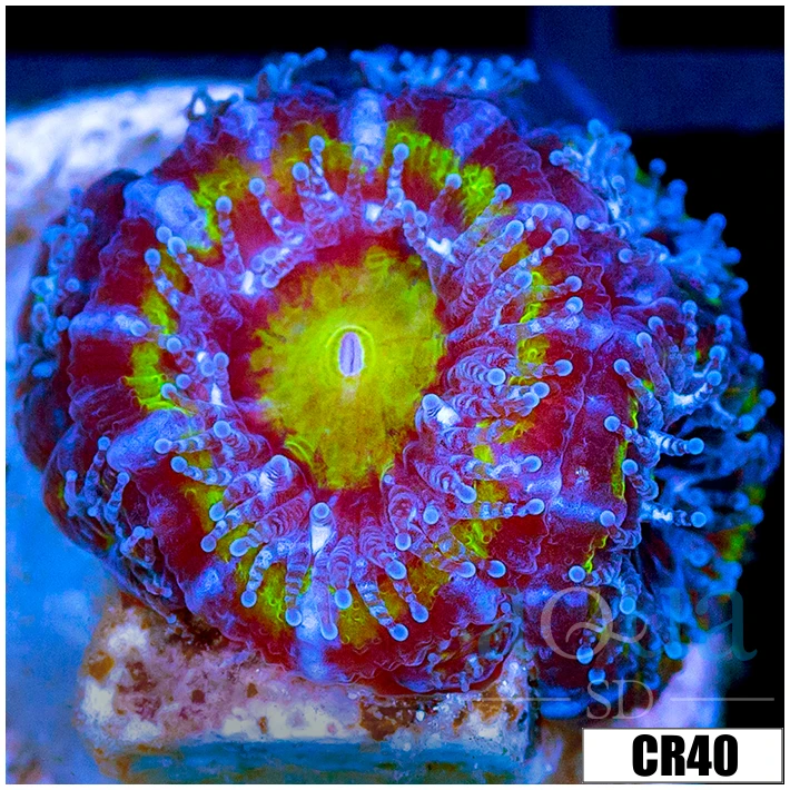 Monsoon Captive Spawned Baby Acan Lord