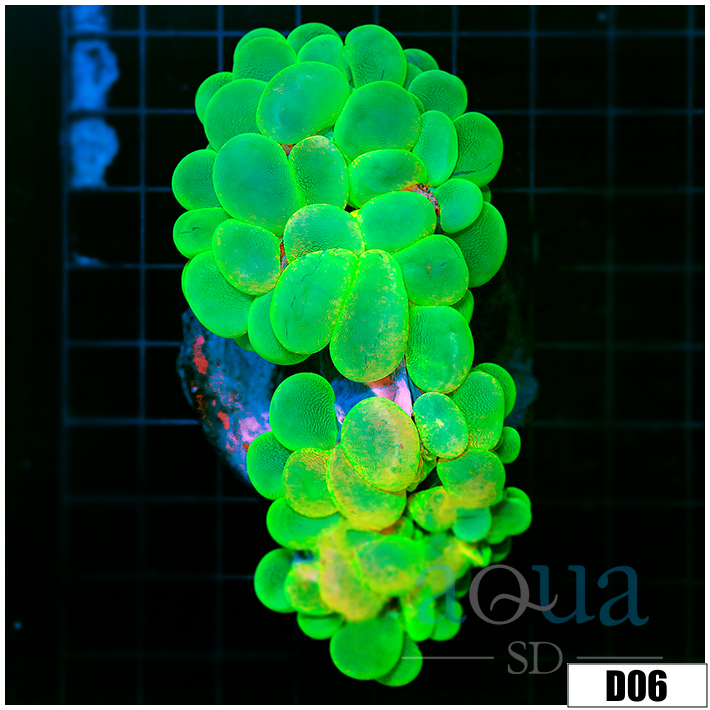 Indo Nuclear Bubble Coral