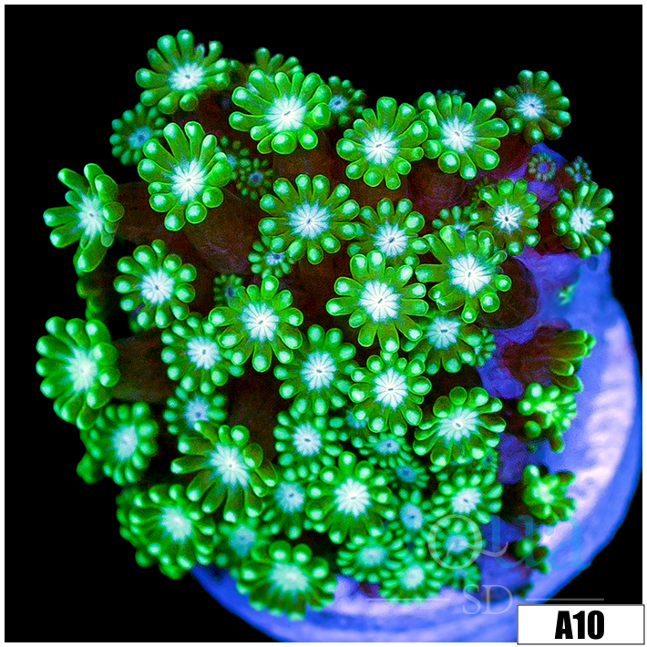 Green Petals Alveopora