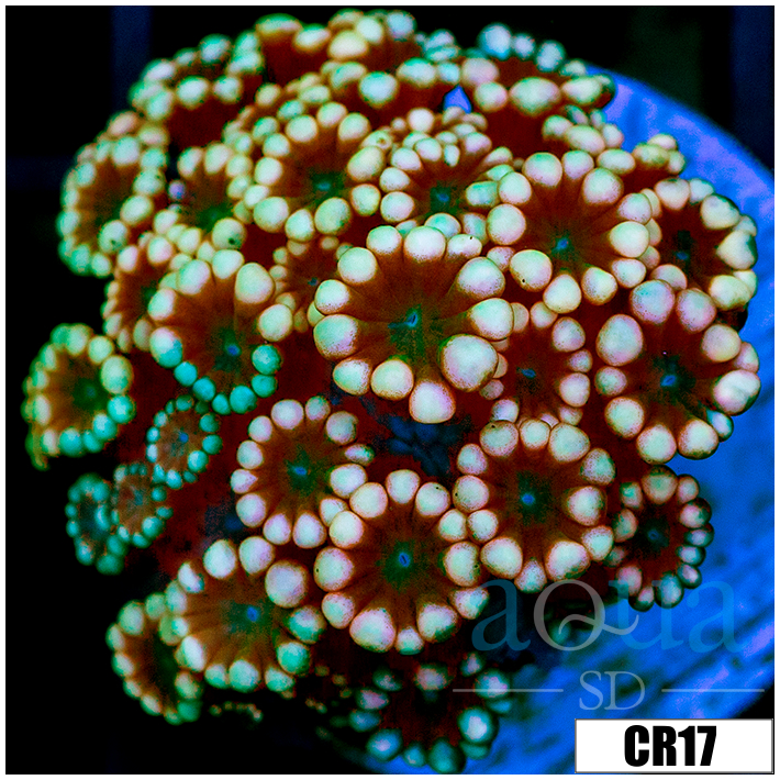 Snowflake Alveopora