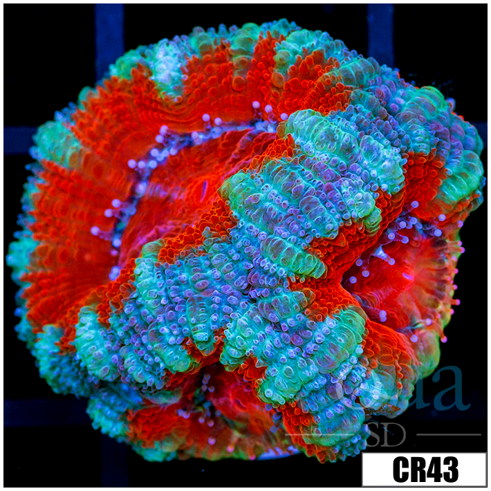 Teal Claw Acan Lord