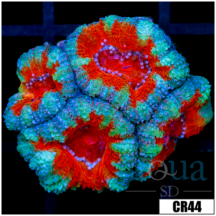 Teal Claw Acan Lord