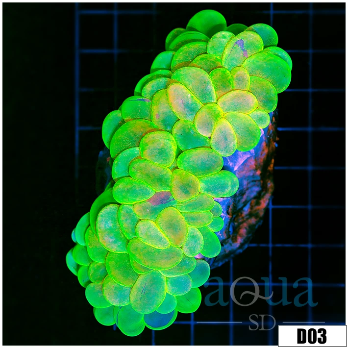 Indo Nuclear Bubble Coral