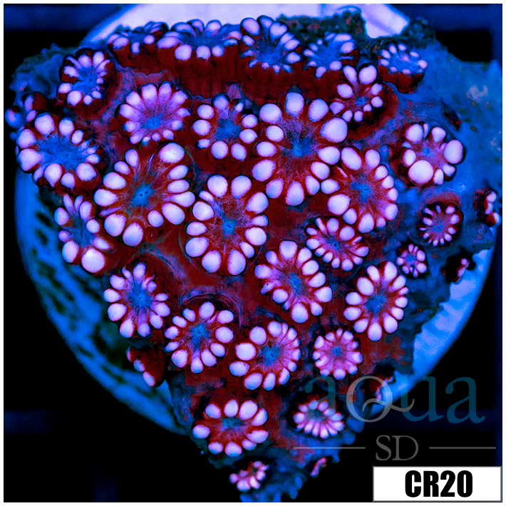Pink Petals Alveopora