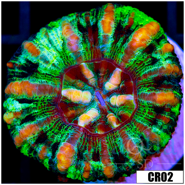 Tiger Striped Button Scoly